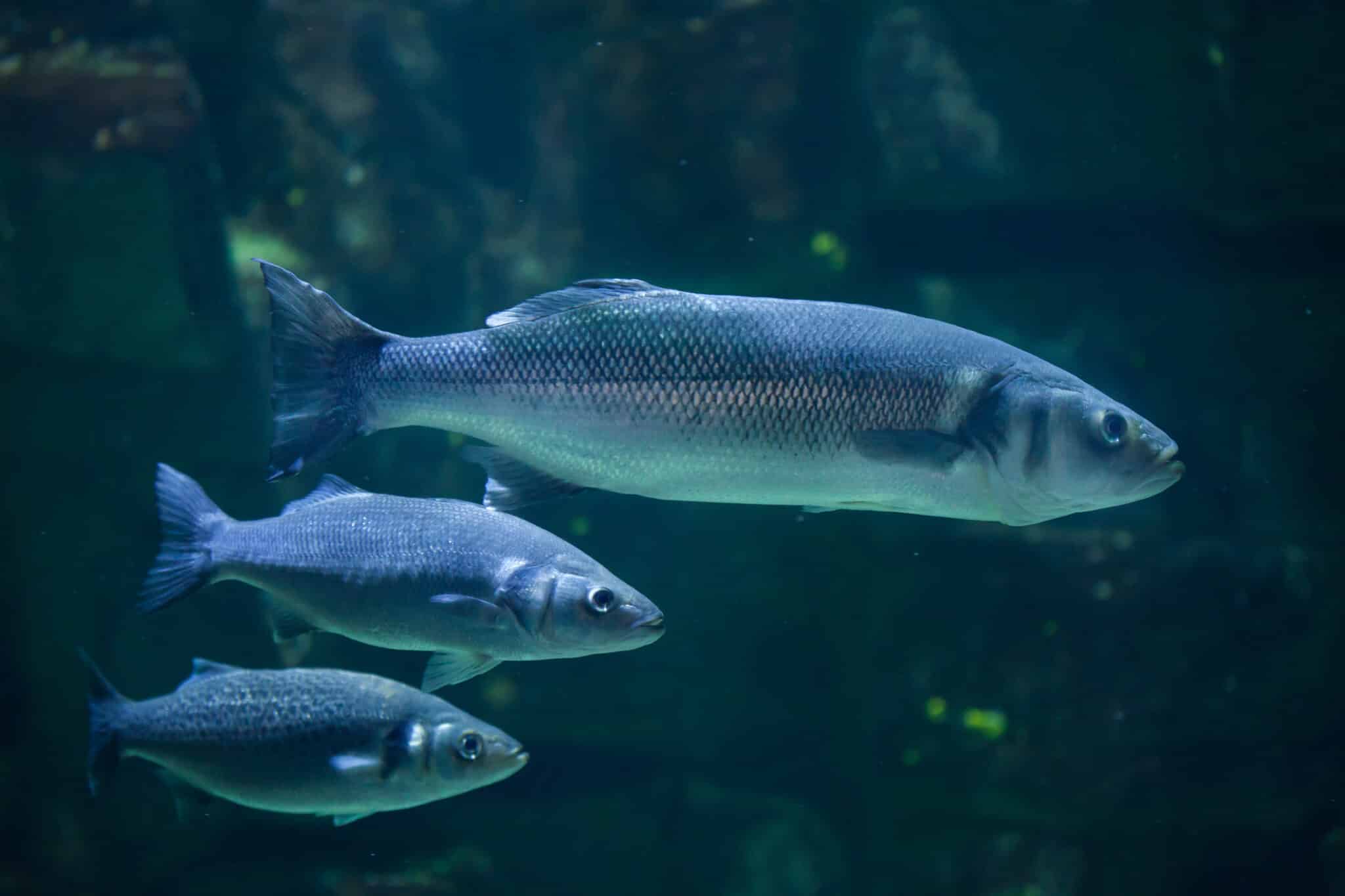 Une équipe française veut faire éclore des poissons dans l’espace (et voici pourquoi c’est une super idée)