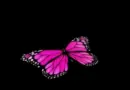 3D butterfly for AUSIDA 3D ologramma