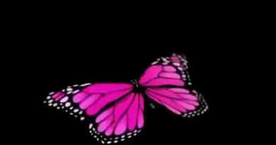 3D butterfly for AUSIDA 3D ologramma