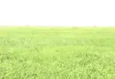 AGRICULTURE-SAED: LES GRANDES INNOVATIONS DANS LE SECTEUR DE DIAMA