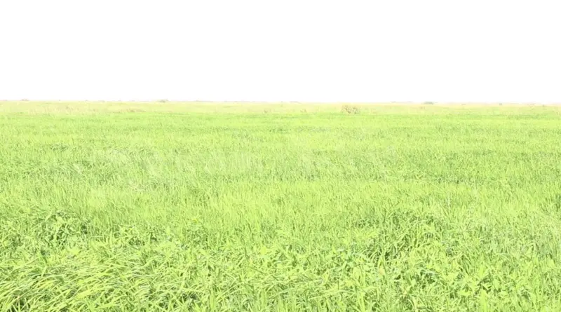 AGRICULTURE-SAED: LES GRANDES INNOVATIONS DANS LE SECTEUR DE DIAMA