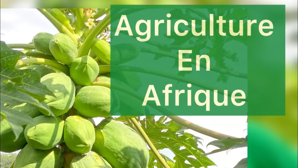 Agriculture en Afrique : voici 05 révolutions agro technologiques à partir du Cameroun