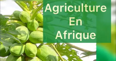 Agriculture en Afrique : voici 05 révolutions agro technologiques à partir du Cameroun