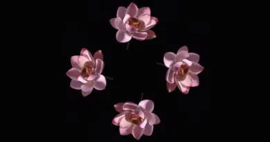 Blooming Flowers – Pyramid Hologram Screen Up