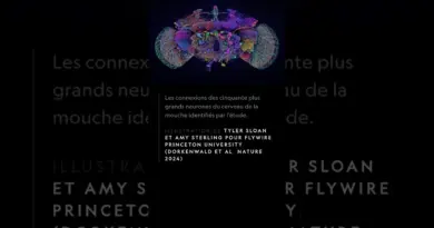CARTOGRAPHIE DU CERVEAU D’UNE MOUCHE. DÉCOUVERTE 2024. #science #vulgarisation