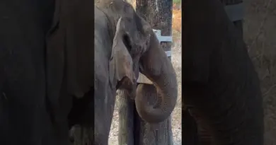CASSE-TÊTE D’ELEPHANTS #comportement #nature #vulgarisation #animaux #animalier #science #biologie