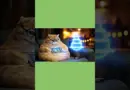 Chat hologramme #chat #cat #hologramme #lumière #gateau#pièce montée #futuriste #manger #ia
