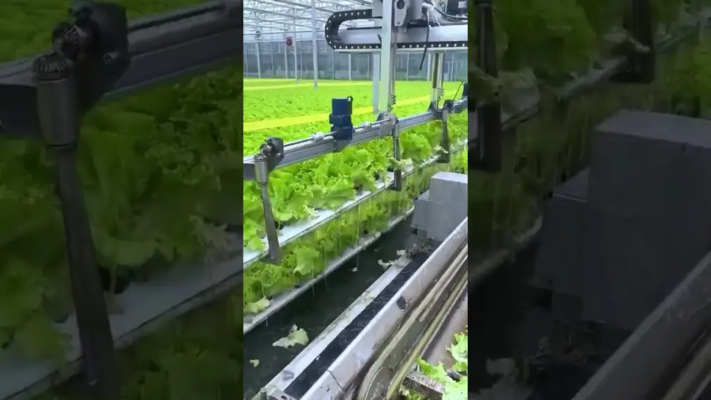 Culture des salades – Comment la laitue hydroponique est récoltée #technologie #science