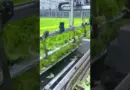 Culture des salades – Comment la laitue hydroponique est récoltée #technologie #science