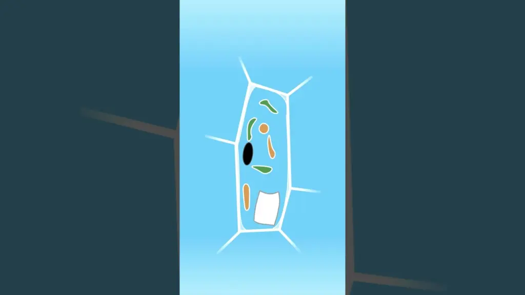 🔬 De la salade au microscope, ça donne quoi ? #svt #microscope #photosynthesis #science