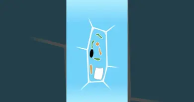 🔬 De la salade au microscope, ça donne quoi ? #svt #microscope #photosynthesis #science