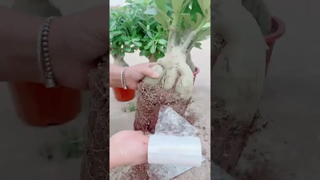 Enhanced photosynthesis the next step in eco innovation#shortvideo