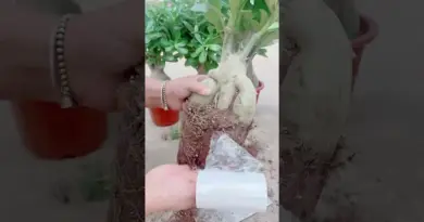 Enhanced photosynthesis the next step in eco innovation#shortvideo