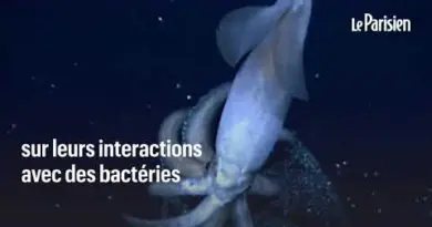 Envoyés par SpaceX, des calamars ont rejoint la Station spatiale internationale