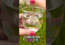 Expérience pour les enfants 😊 Les akènes des pissenlits 🌱 🪶