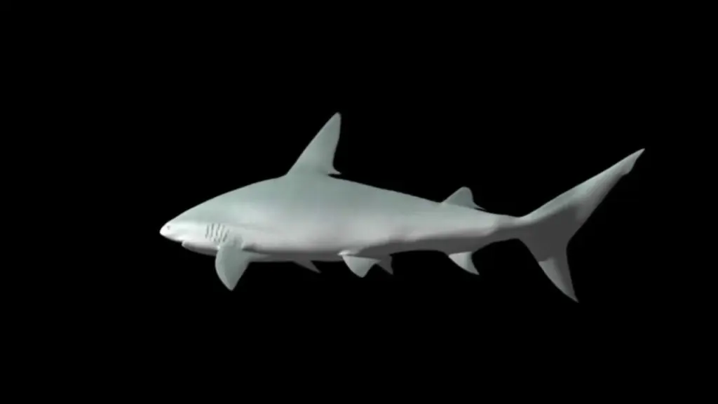 Hologram videos – shark