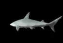 Hologram videos – shark
