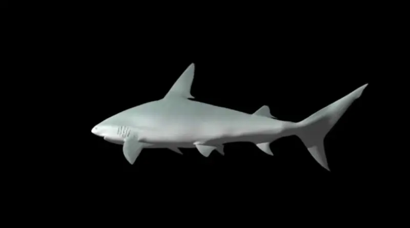 Hologram videos – shark