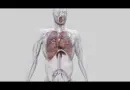 La #respiration (vulgarisation scientifique)