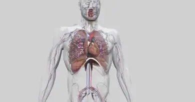 La #respiration (vulgarisation scientifique)