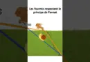 Les fourmis connaissent le principe de Fermat et les lois de Snell-Descartes #vulgarisation #science