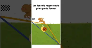 Les fourmis connaissent le principe de Fermat et les lois de Snell-Descartes #vulgarisation #science