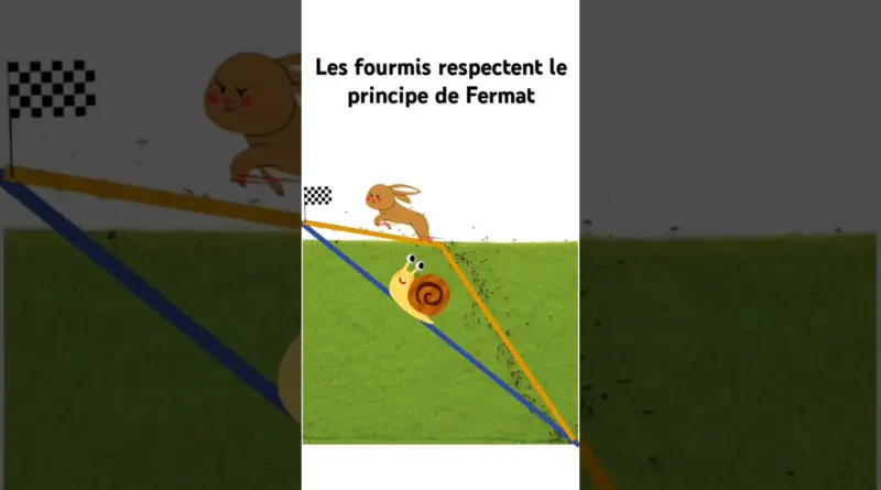 Les fourmis connaissent le principe de Fermat et les lois de Snell-Descartes #vulgarisation #science