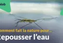L’hydrophobie, ou comment repousser l’eau | Les nanotechnologies du vivant