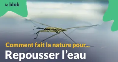 L’hydrophobie, ou comment repousser l’eau | Les nanotechnologies du vivant