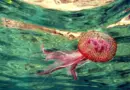 Méduses : une appli pour se baigner sans danger !