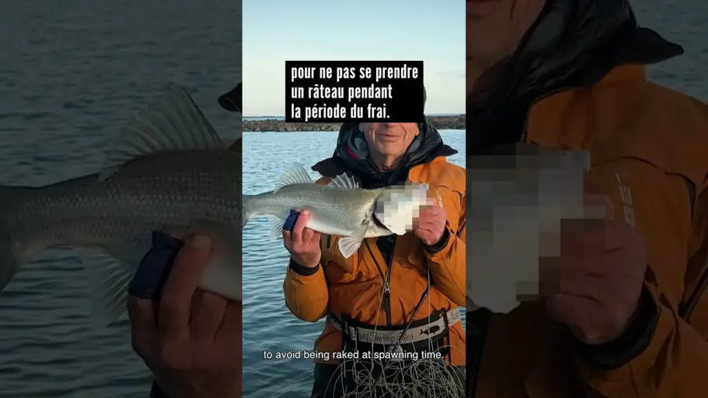 Nokill anonyme #pechealamouche  #saltwaterflyfishing #seabassflyfishing