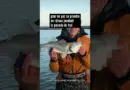 Nokill anonyme #pechealamouche  #saltwaterflyfishing #seabassflyfishing