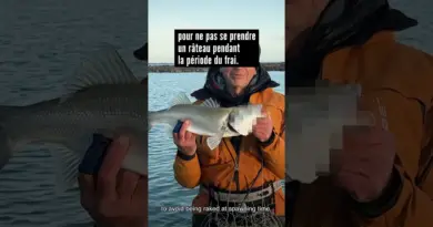 Nokill anonyme #pechealamouche  #saltwaterflyfishing #seabassflyfishing