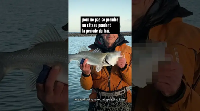 Nokill anonyme #pechealamouche  #saltwaterflyfishing #seabassflyfishing