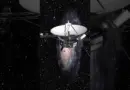 ONDE ESTÃO AS SONDAS VOYAGER DA NASA? #exploraçãoespacial #astronomia #universo #ciencia