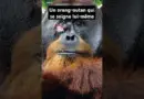 Rakus, l’orang-outan docteur qui se soigne lui-même  #science  #vulgarisation #biologie #animaux