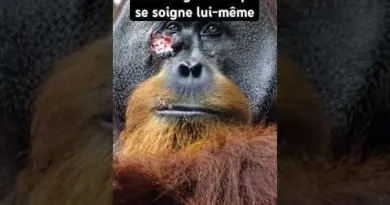 Rakus, l’orang-outan docteur qui se soigne lui-même  #science  #vulgarisation #biologie #animaux