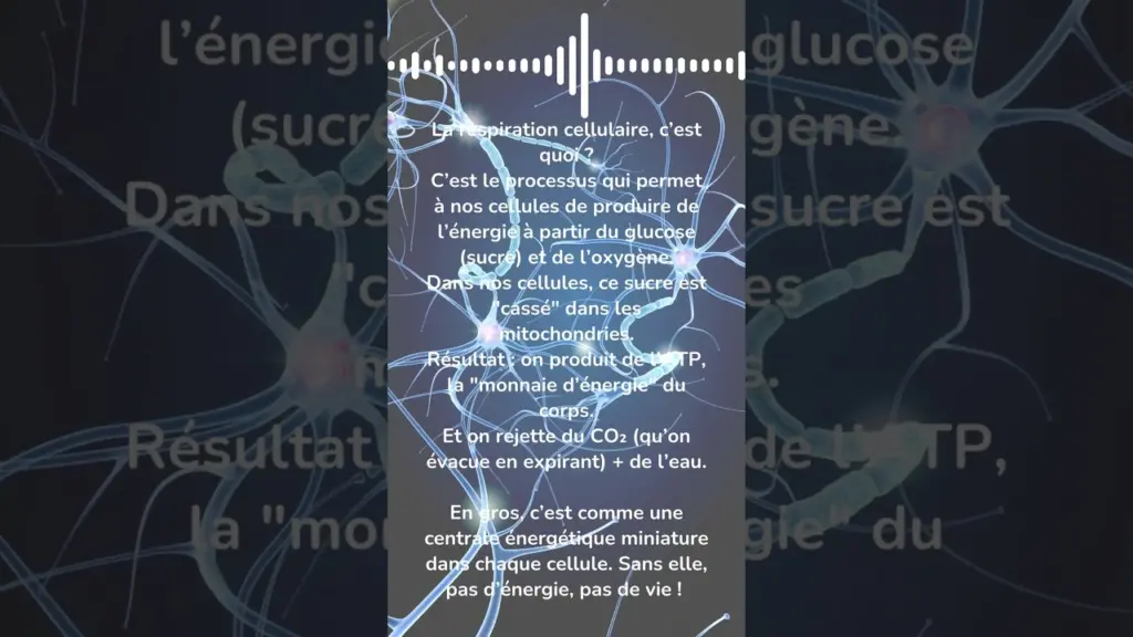Respiration cellulaire : comment nos cellules produisent de l’énergie ? | Vulgarisation #2