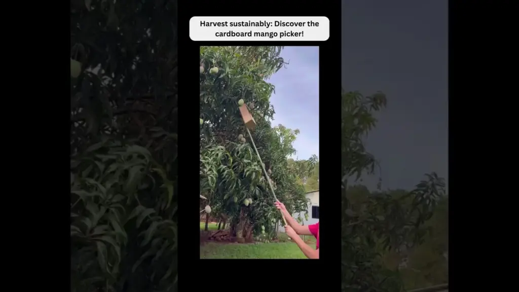 Revolutionizing Mango Harvesting: The Eco-Friendly Cardboard Picker! #manga #mango #innovation