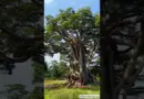 The AI Tree 🌳🤖✨#AITree #SmartNature #FutureInnovation #EcoTechnology