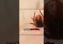 Voici Comment Enlever Un Tique