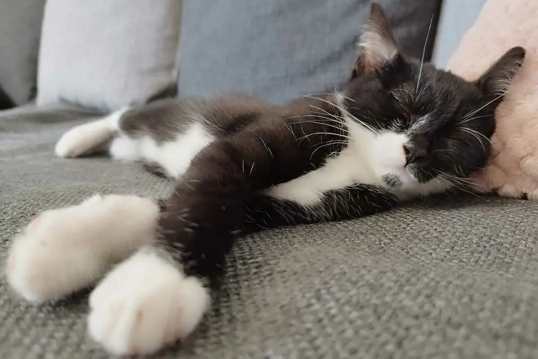 Votre chat dort toujours sur le côté gauche ? C’est normal explique cette étude scientifique