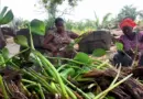 Weaving with Water Hyacinth: Eco-Innovation in Ghana
