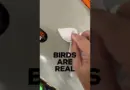 birds are real. #astrophotography